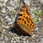 Polygonia c-album- C Falter