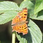 Polygonia c- album- C Falter vom Sommer. 