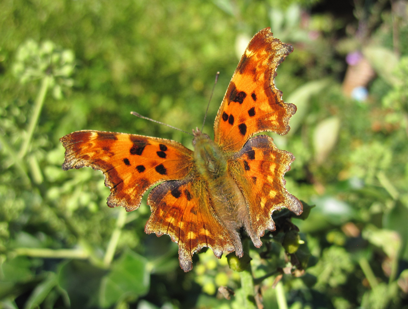 Polygonia c-album (C-Fuchs)