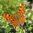 Polygonia c-album (C-Fuchs)