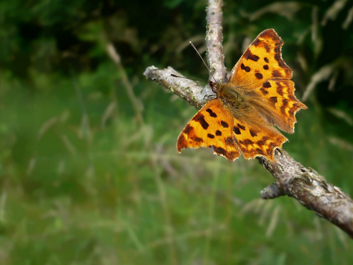 Polygonia c-album