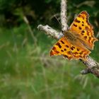 Polygonia c-album