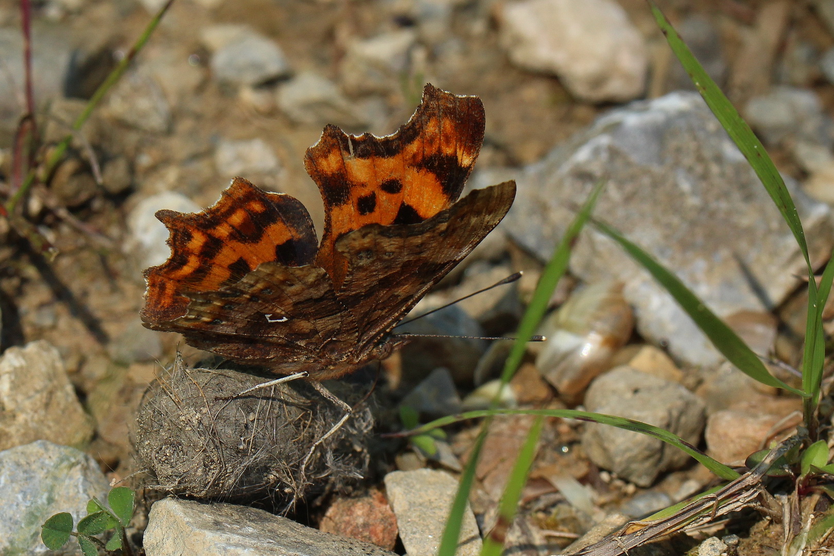 Polygonia c-album