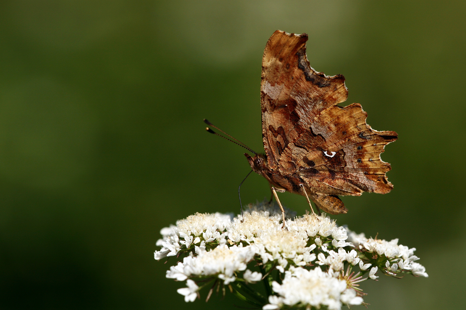 Polygonia c-album » Comma Butterfly