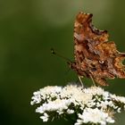 Polygonia c-album » Comma Butterfly