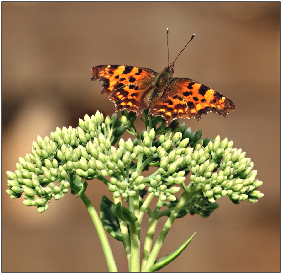 Polygonia c-album