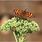 Polygonia c-album