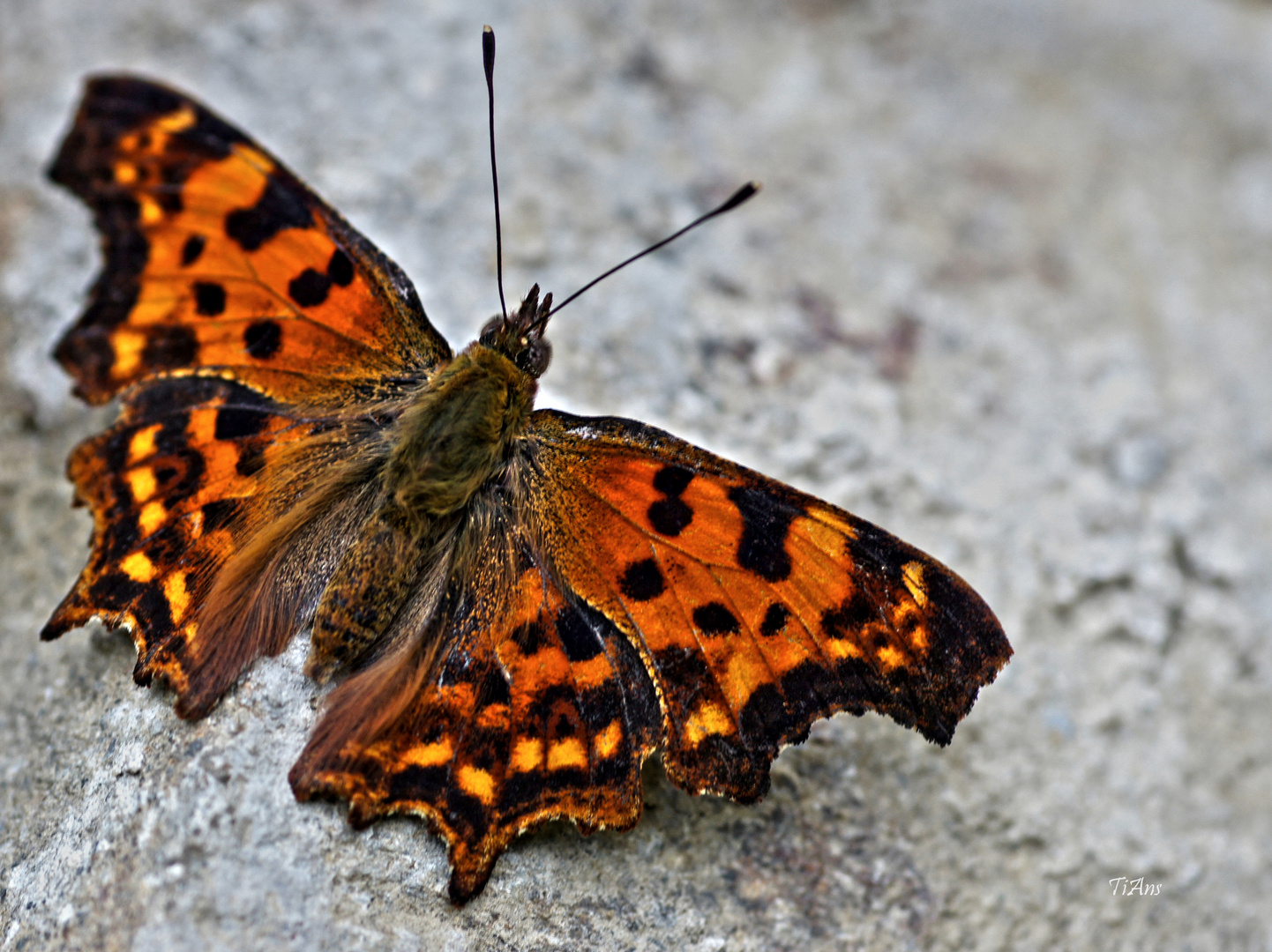 Polygonia c-album