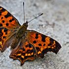 Polygonia c-album