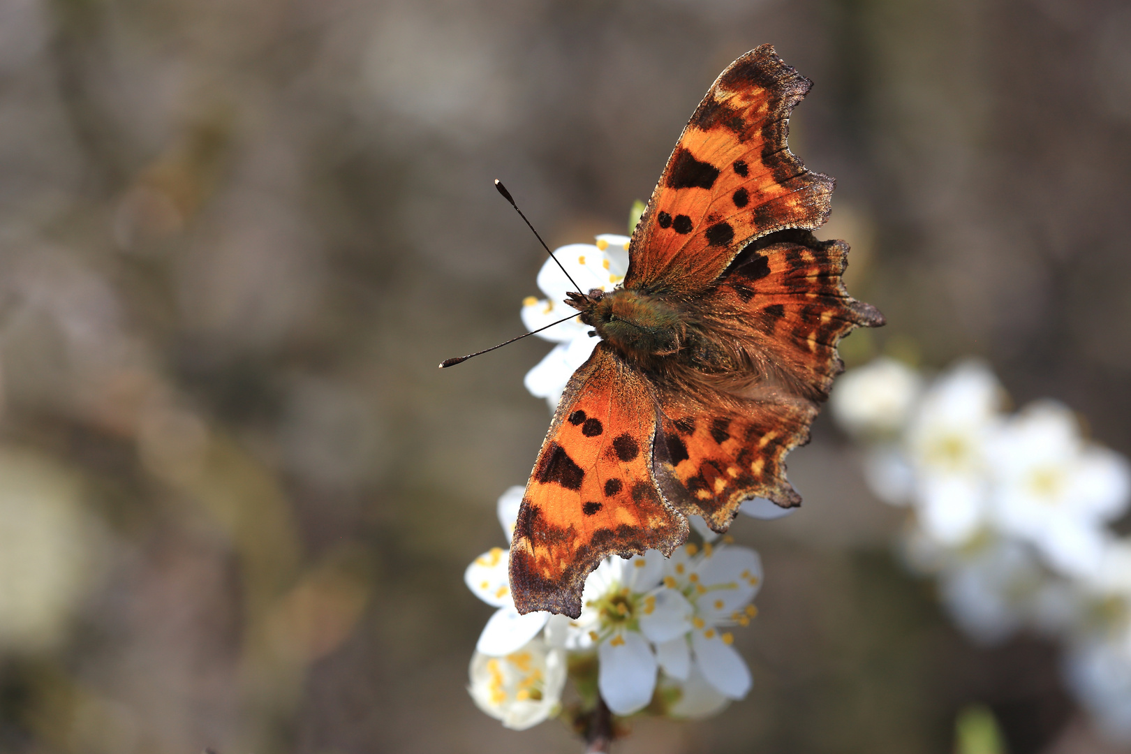 Polygonia c album