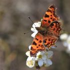 Polygonia c album