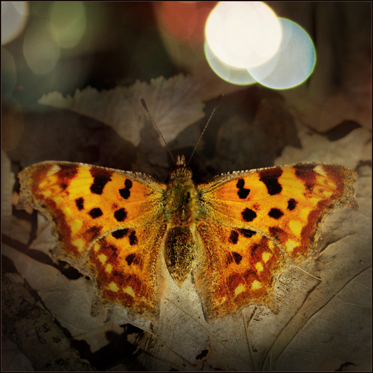 Polygonia c-album