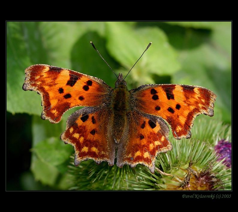 Polygonia c-album