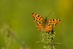 Polygonia c-album