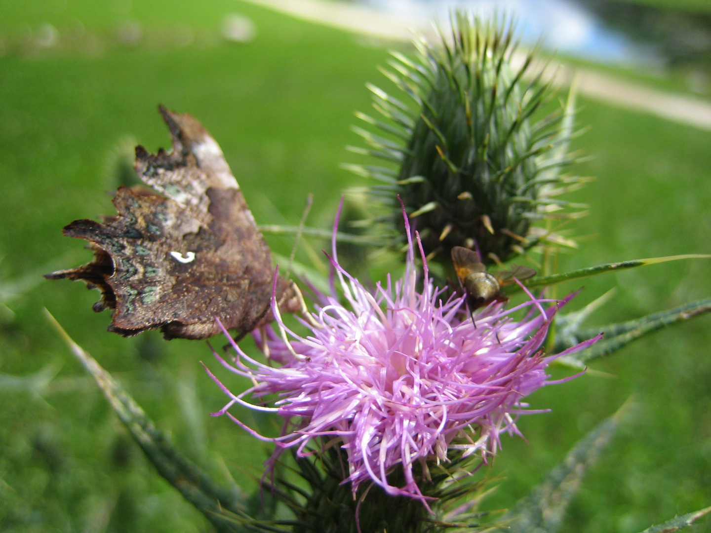 Polygonia c-album - Ninfalidi