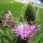 Polygonia c-album - Ninfalidi