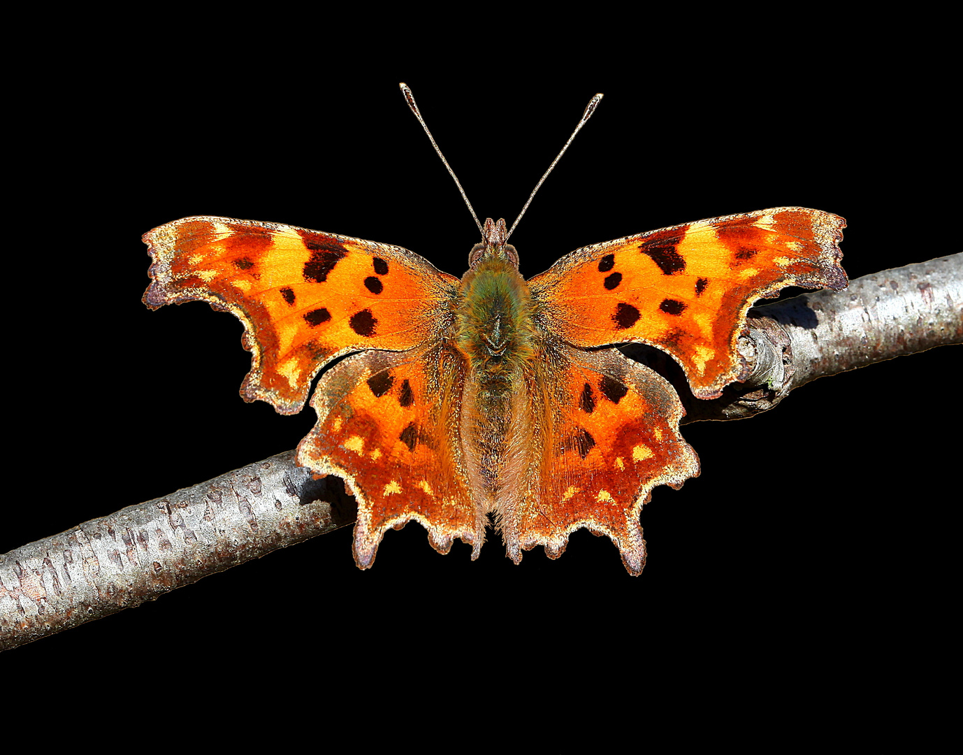 Polygonia c-album, Nymphalis c-album, C-Falter