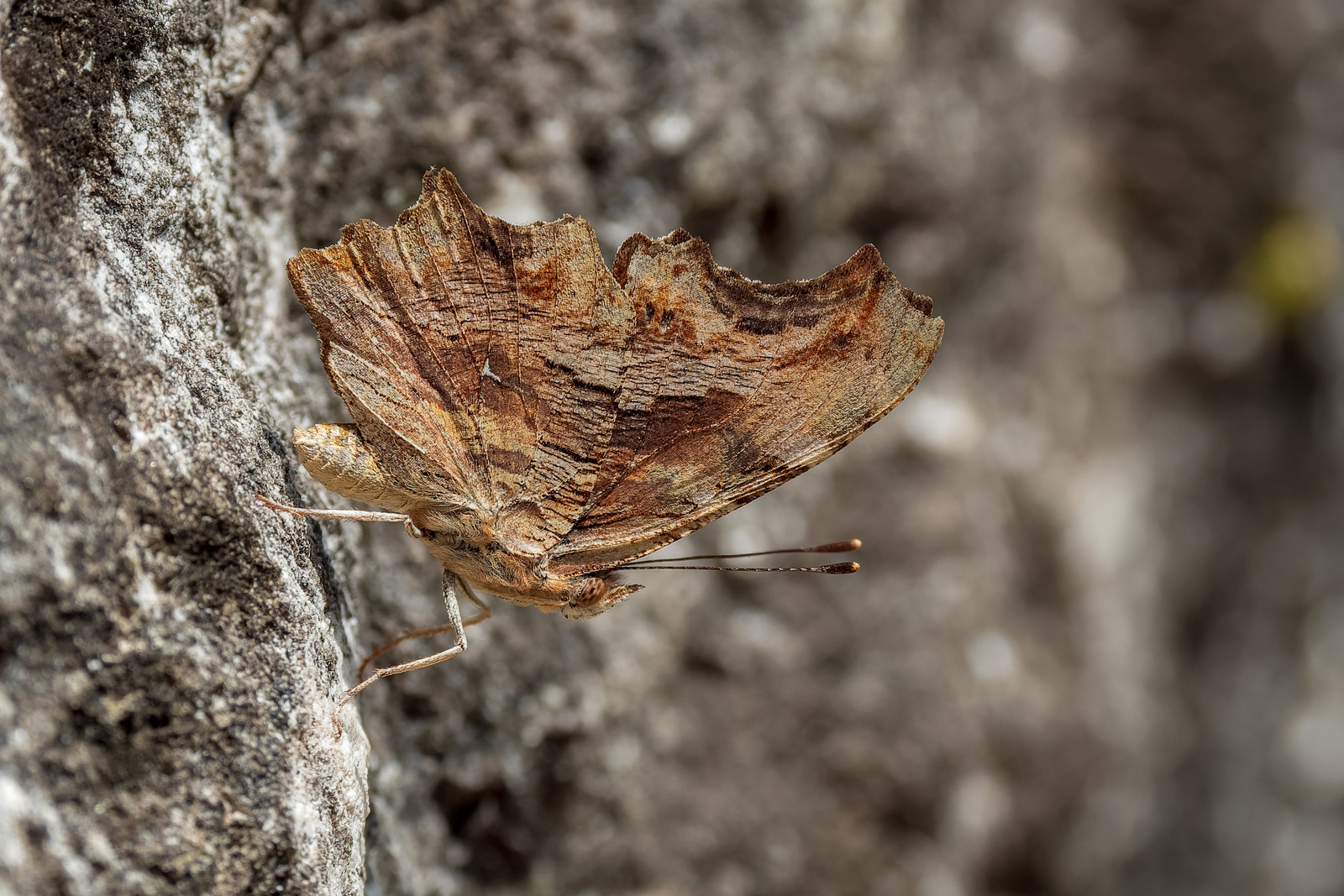 Polygonia egea