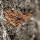 Polygonia egea