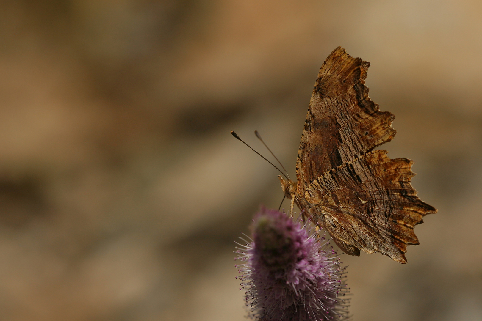 Polygonia egea » Southern Comma