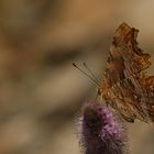 Polygonia egea » Southern Comma