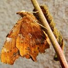 (Polygonia) fraîchement éclos