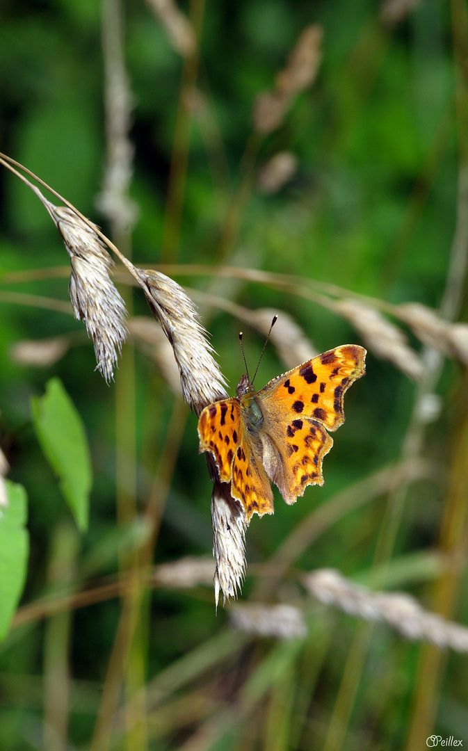 Polygonia (Le robert le diable)