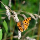 Polygonia (Le robert le diable)