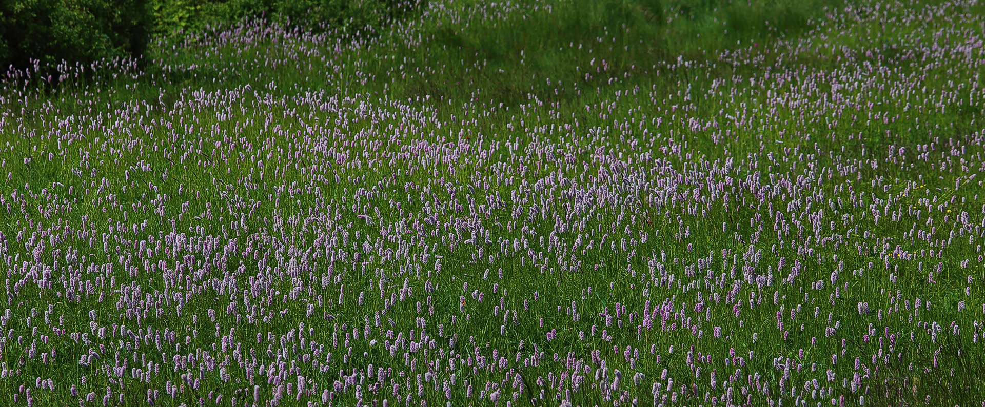 Polygonum Bistorta, Schlangenknöterich in Riesendimensionen...