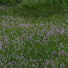 Polygonum Bistorta, Schlangenknöterich in Riesendimensionen...