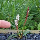 Polygonum viviparum - Knöllchen-Knöterich