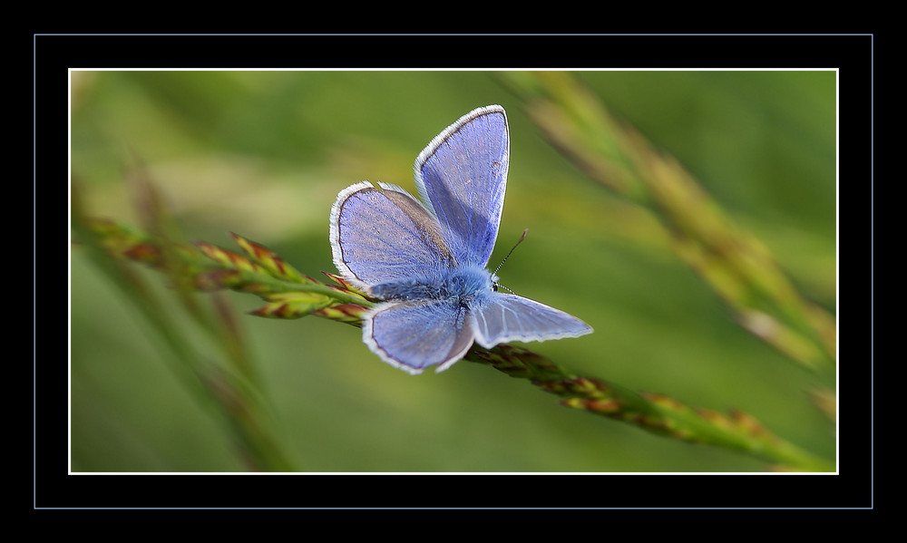 Polyiommatus Icarus