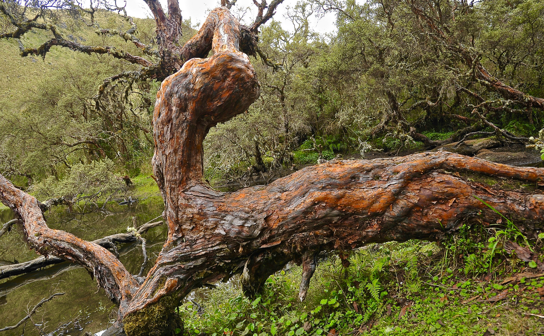 Polylepis-Baum in den Hochanden im Norden von Ecuodor