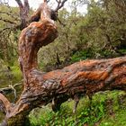 Polylepis-Baum in den Hochanden im Norden von Ecuodor