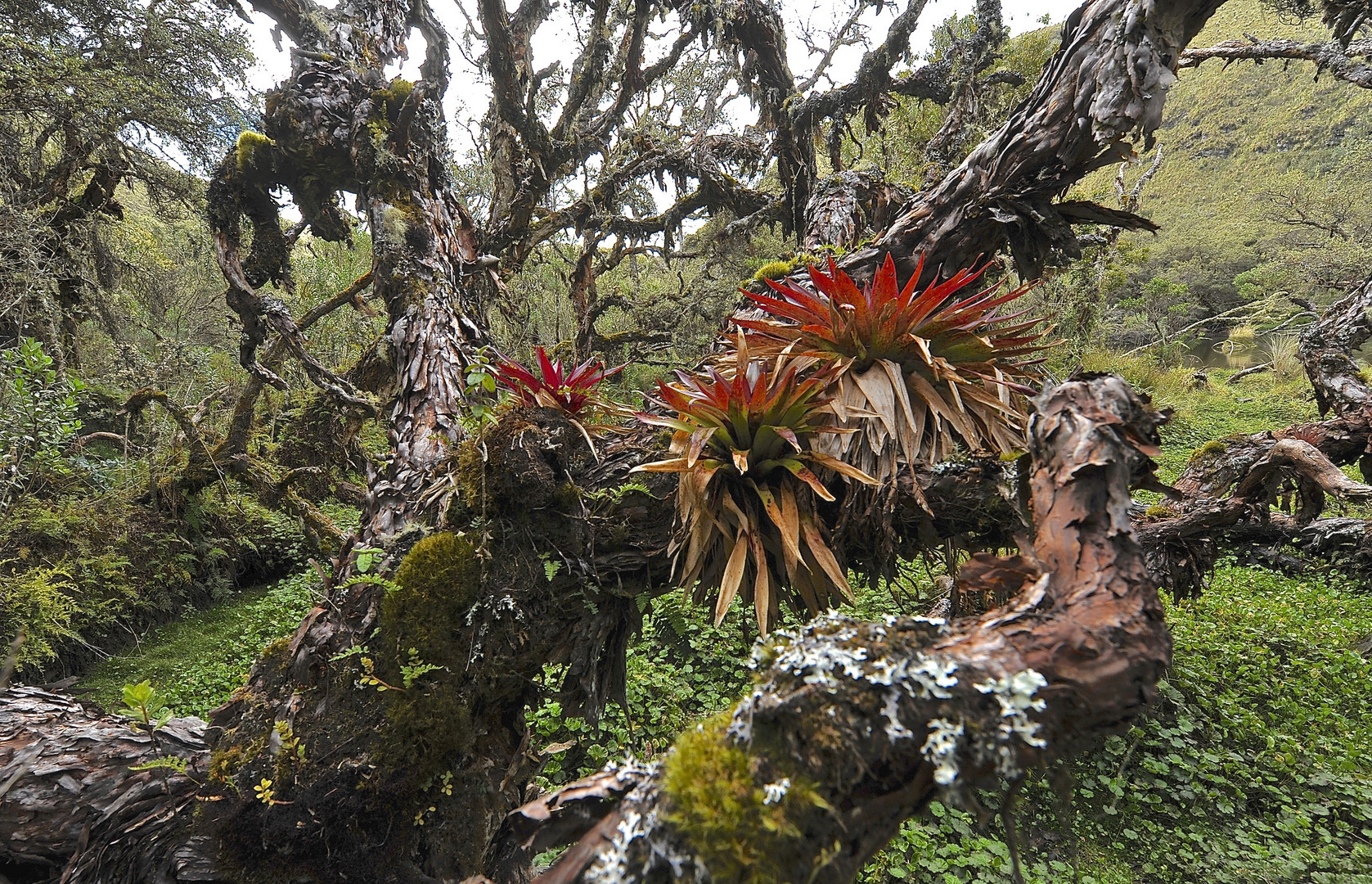 Polylepis-Wald in den Hochanden im Norden von Ecuador