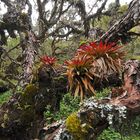 Polylepis-Wald in den Hochanden im Norden von Ecuador