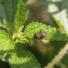 Polymerus nigrita auf einer Brennessel