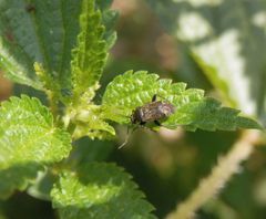 Polymerus nigrita auf einer Brennessel