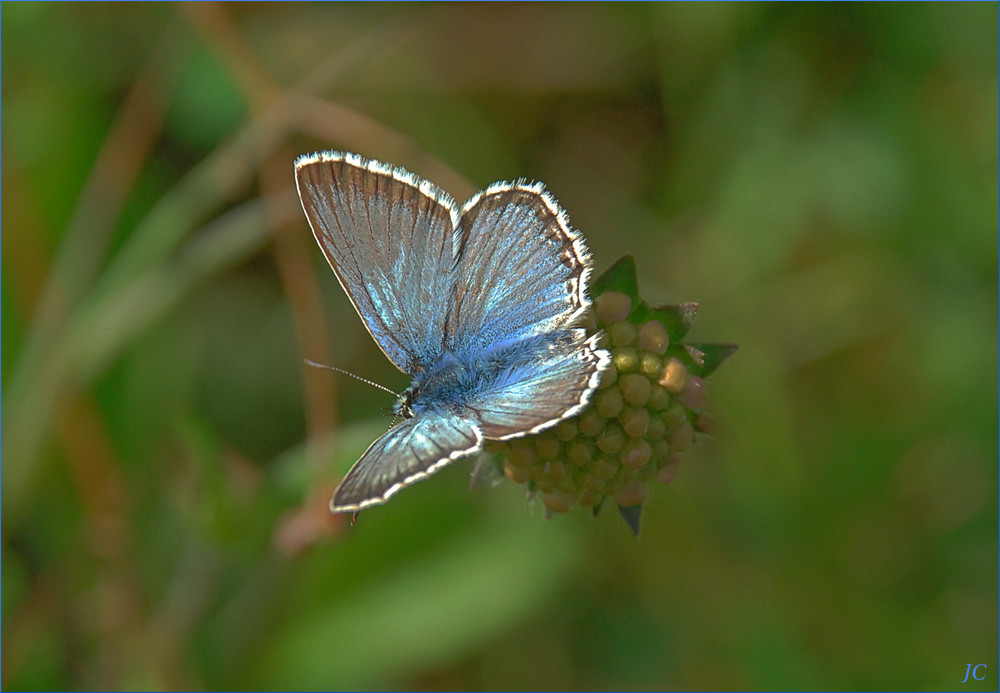 Polymmatus coridon