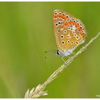 Polyommatus 