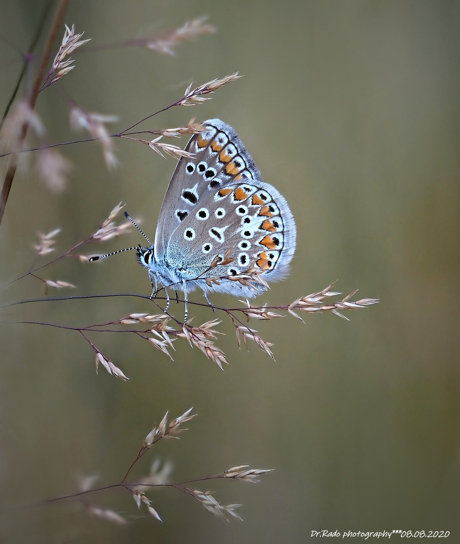 polyommatus