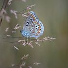 polyommatus