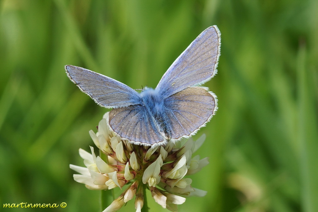 Polyommatus