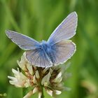 Polyommatus