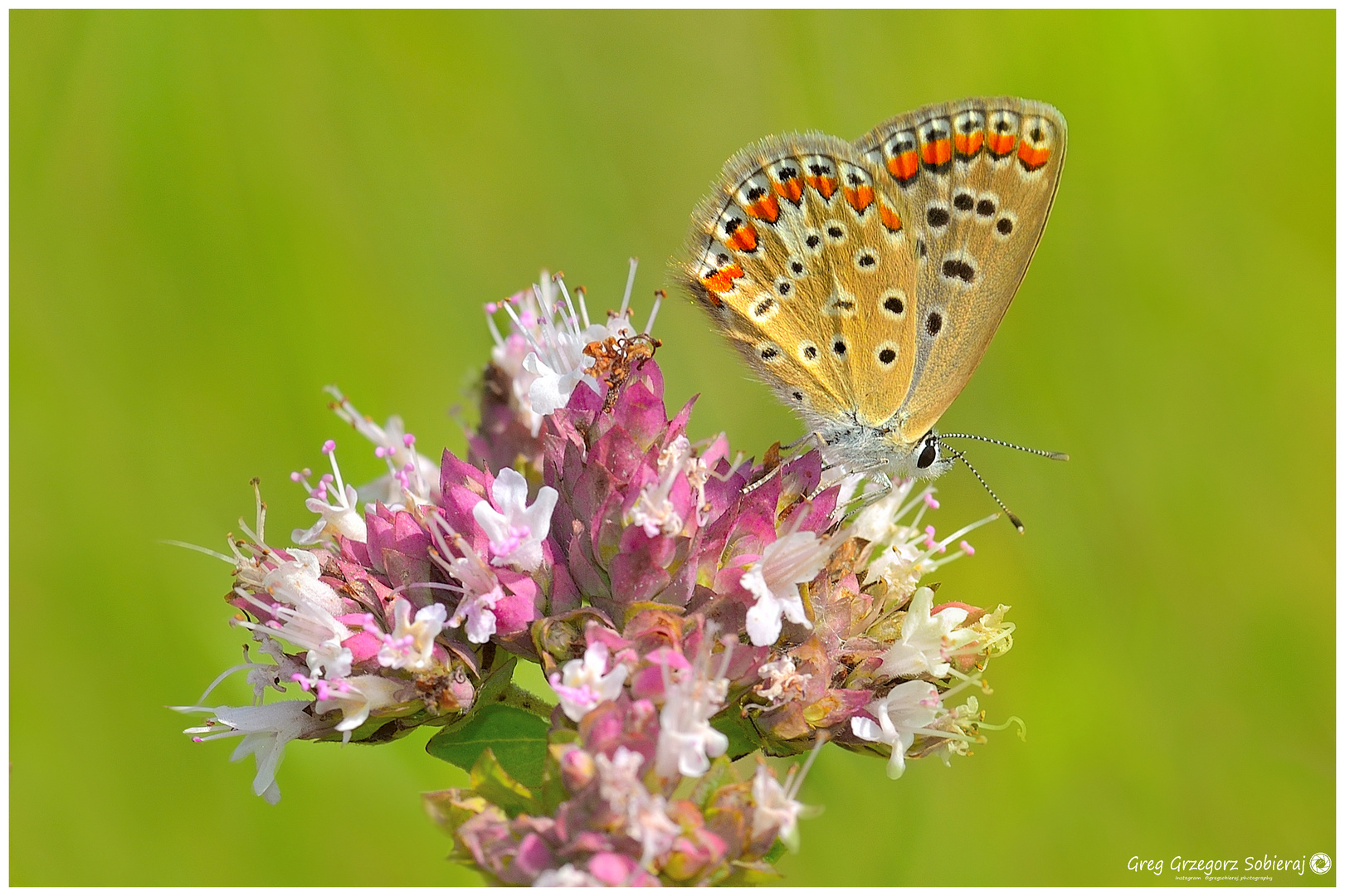 Polyommatus 