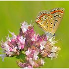 Polyommatus 