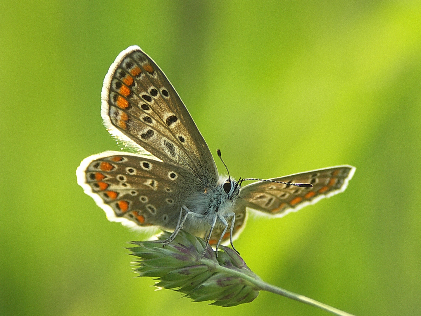 Polyommatus