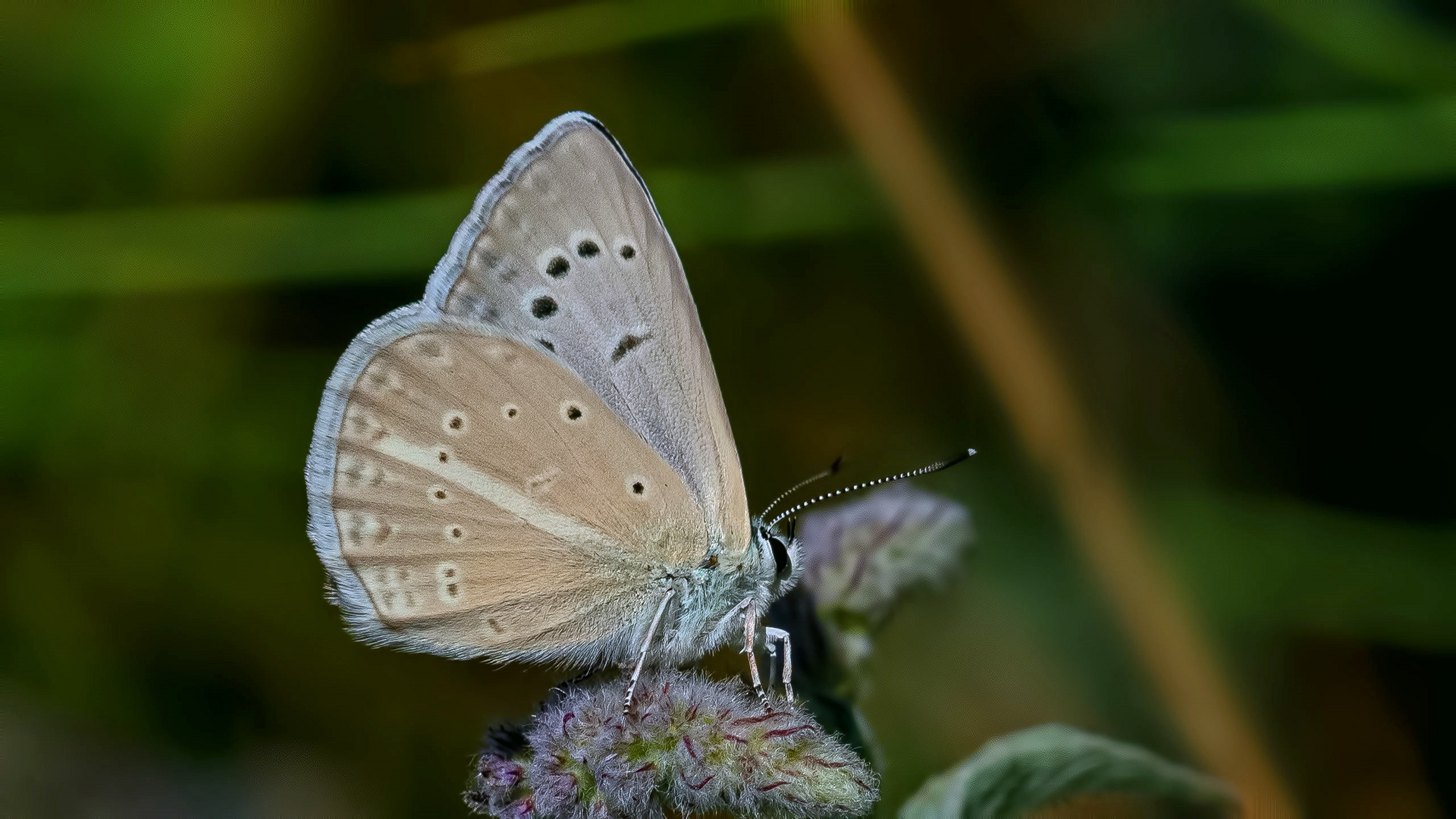 Polyommatus alibalii