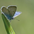 Polyommatus amandus