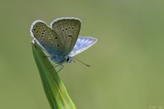 Polyommatus amandus